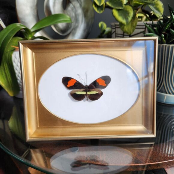 Real Red Longwing Butterfly Framed Taxidermy Specimen Heliconius melpomene - Picture 1 of 6